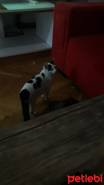 Tekir Kedi, Kedi  paşa fotoğrafı