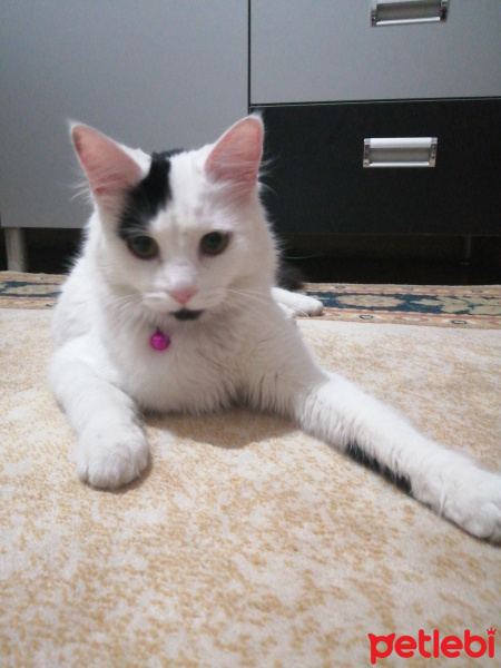 Tekir Kedi, Kedi  Pamuk fotoğrafı