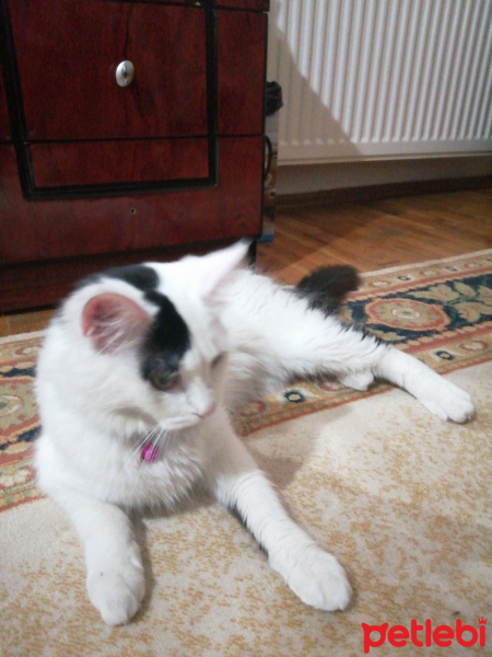 Tekir Kedi, Kedi  Pamuk fotoğrafı