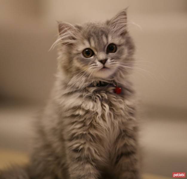 British Shorthair, Kedi  Cesur  fotoğrafı