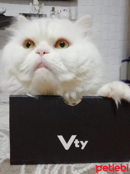 Chinchilla, Kedi  can fotoğrafı