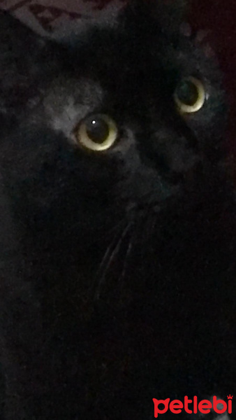Bombay, Kedi  Gece fotoğrafı