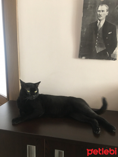 Bombay, Kedi  Gece fotoğrafı
