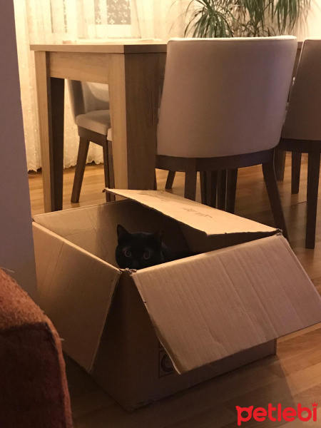 Bombay, Kedi  Gece fotoğrafı