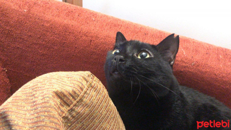 Bombay, Kedi  Gece fotoğrafı