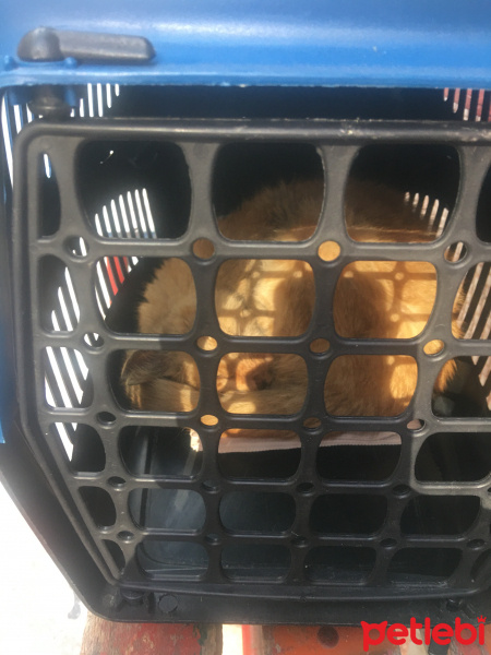 Sarman, Kedi  Sarı fotoğrafı