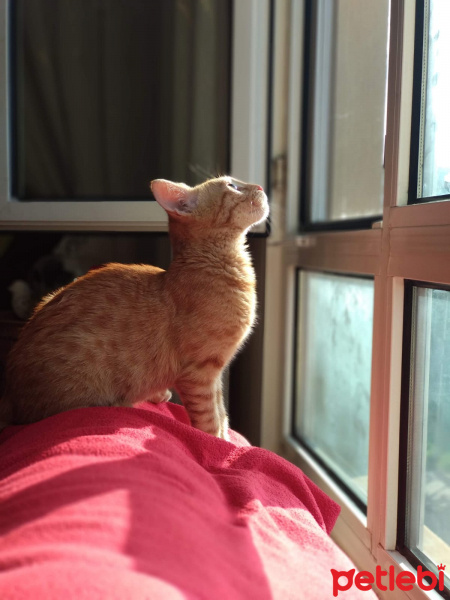 Sarman, Kedi  YUMAG fotoğrafı
