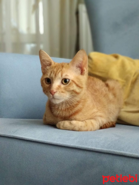 Sarman, Kedi  YUMAG fotoğrafı