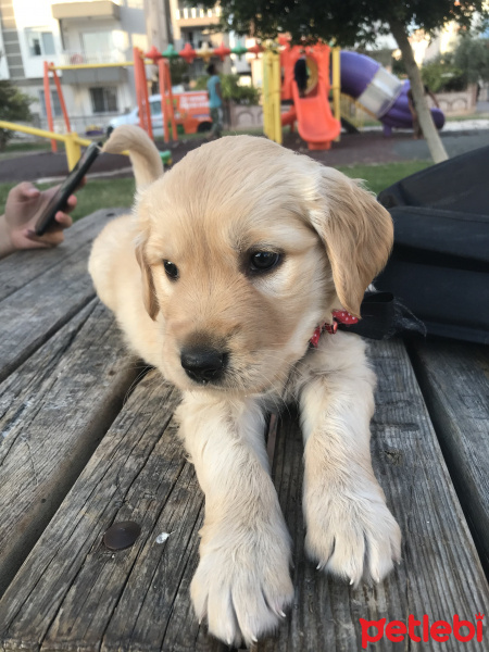 Golden Retriever, Köpek  Hera fotoğrafı