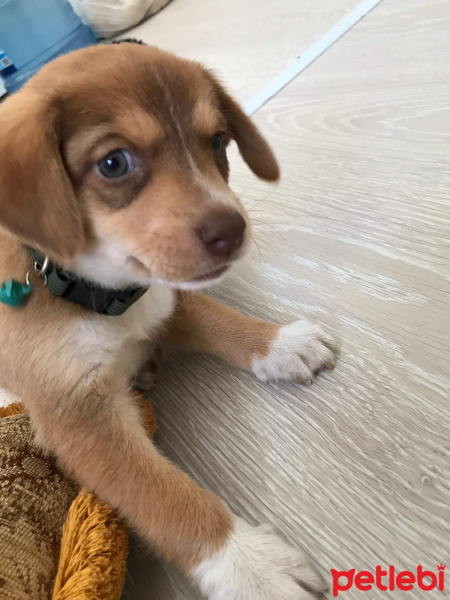 Beagle, Köpek  Boldi fotoğrafı