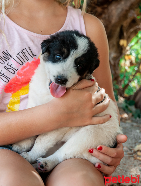 Labrador Retriever, Köpek  güzel yavrular bir ev arıyor fotoğrafı