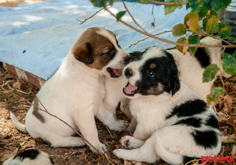 Labrador Retriever, Köpek  güzel yavrular bir ev arıyor fotoğrafı