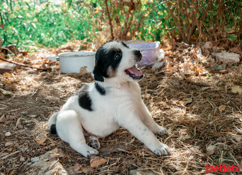 Labrador Retriever, Köpek  güzel yavrular bir ev arıyor fotoğrafı