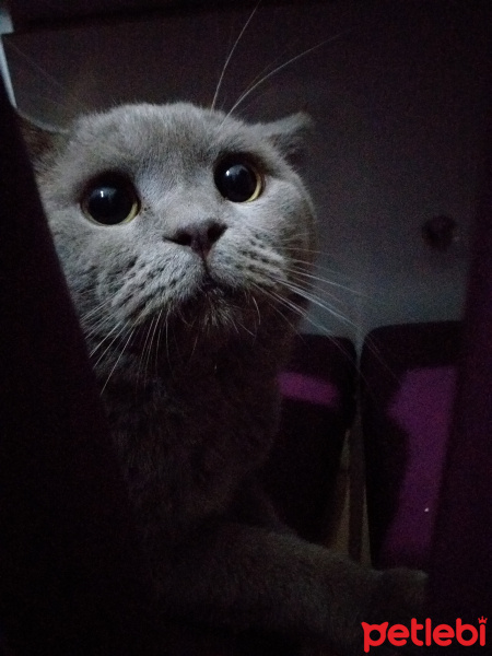 British Shorthair, Kedi  Pablo fotoğrafı