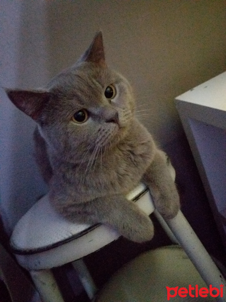 British Shorthair, Kedi  Pablo fotoğrafı
