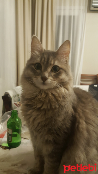 Norwegian Forest, Kedi  Duman fotoğrafı