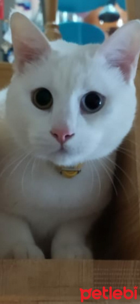 Van Kedisi, Kedi  Ares fotoğrafı