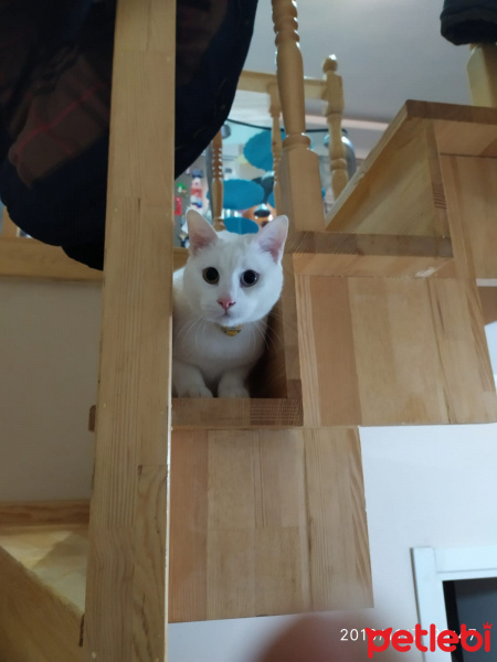 Van Kedisi, Kedi  Ares fotoğrafı