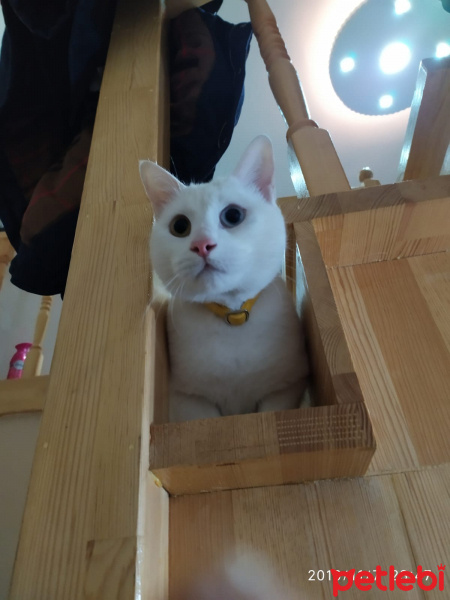 Van Kedisi, Kedi  Ares fotoğrafı
