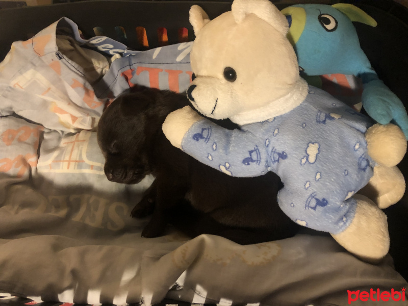 Labrador Retriever, Köpek  Sherlock fotoğrafı