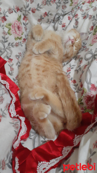 Tekir Kedi, Kedi  Lila fotoğrafı