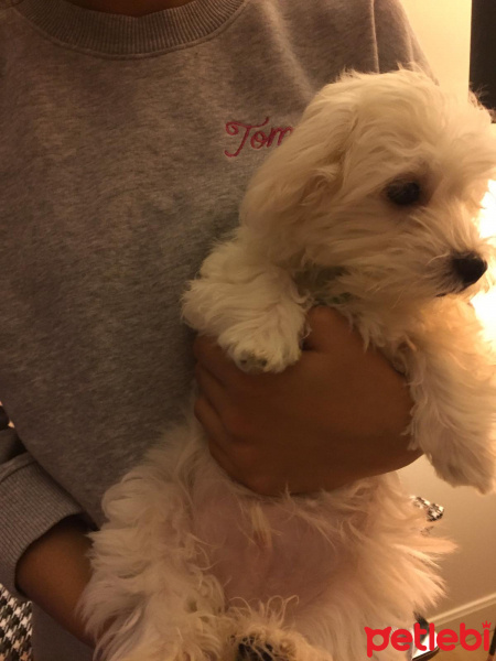 Maltese, Köpek  Charlie fotoğrafı