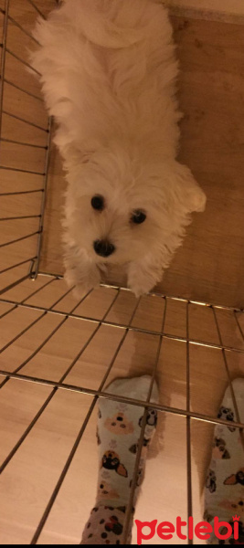 Maltese, Köpek  Charlie fotoğrafı