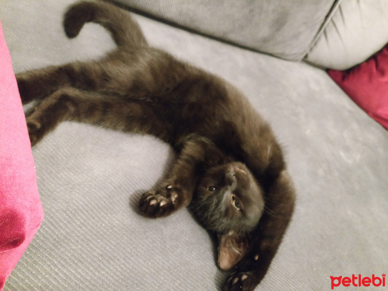 Tekir Kedi, Kedi  Zeytin fotoğrafı