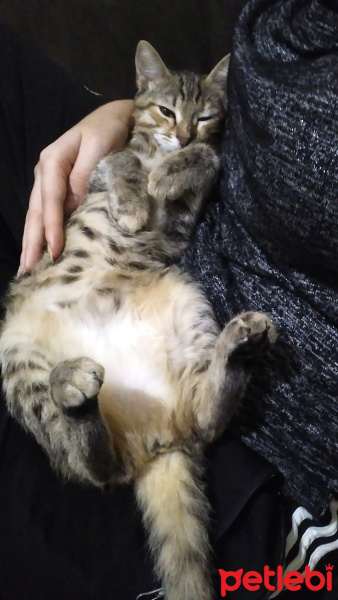 Tekir Kedi, Kedi  Jolie fotoğrafı