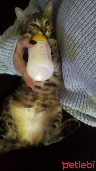 Tekir Kedi, Kedi  Jolie fotoğrafı