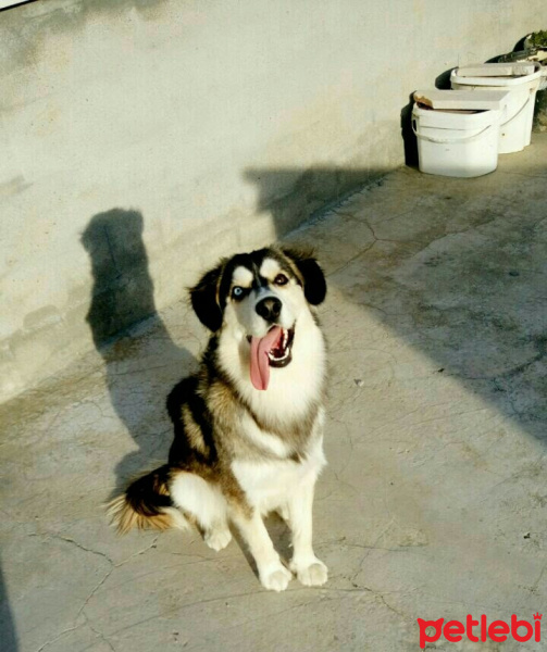 Sibirya Kurdu (Husky), Köpek  Shakes fotoğrafı