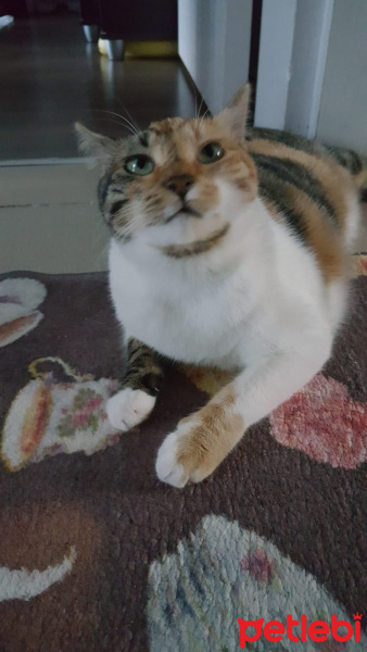 Japon Bobtail, Kedi  Cindy fotoğrafı