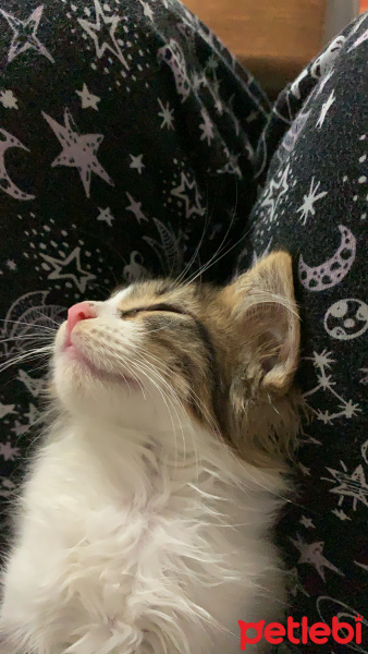 Tekir Kedi, Kedi  Güzide fotoğrafı