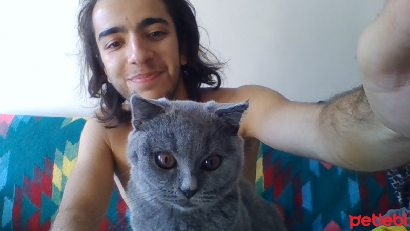 Scottish Fold, Kedi  ÇAMUR fotoğrafı