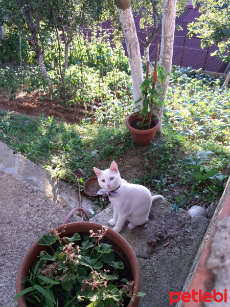 Ankara Kedisi, Kedi  AZMAN fotoğrafı