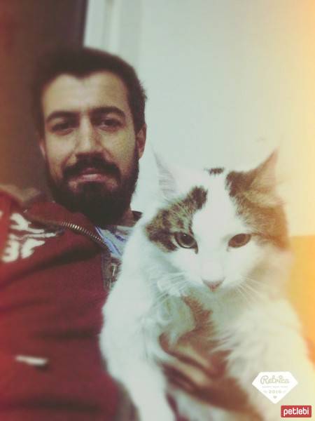İran Kedisi (Persian), Kedi  Pakize fotoğrafı