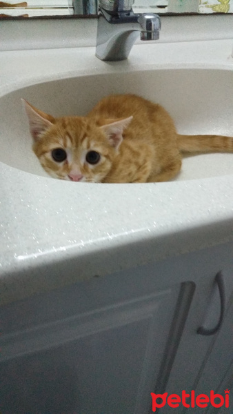 Sarman, Kedi  Jagu fotoğrafı