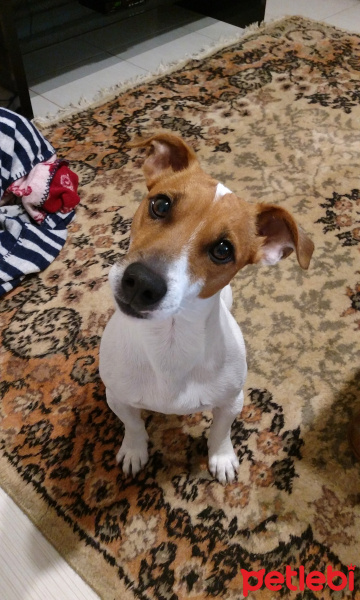 Jack Russell Terrier, Köpek  Roxy fotoğrafı