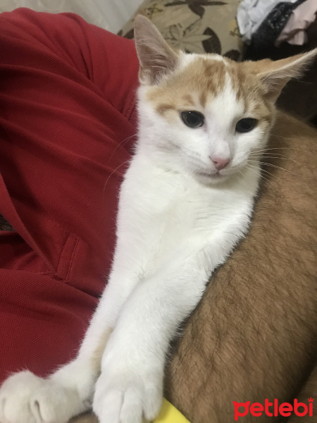 Tekir Kedi, Kedi  Carlos fotoğrafı