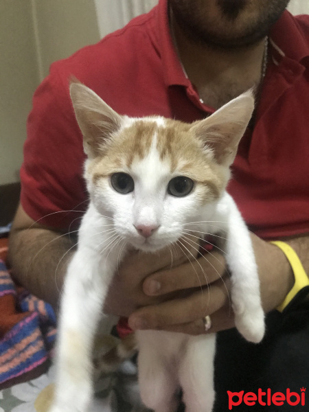 Tekir Kedi, Kedi  Carlos fotoğrafı