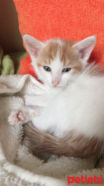 Tekir Kedi, Kedi  Carlos fotoğrafı