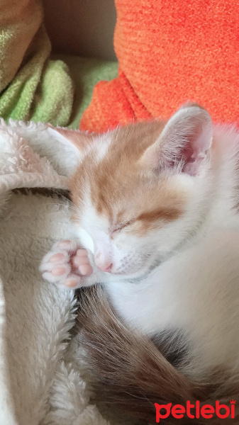 Tekir Kedi, Kedi  Carlos fotoğrafı