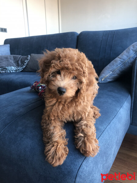 Poodle (Minyatür Kaniş), Köpek  Badem fotoğrafı