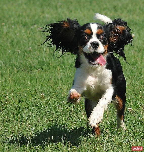 Cavalier King Charles Spanieli, Köpek  Tuya fotoğrafı