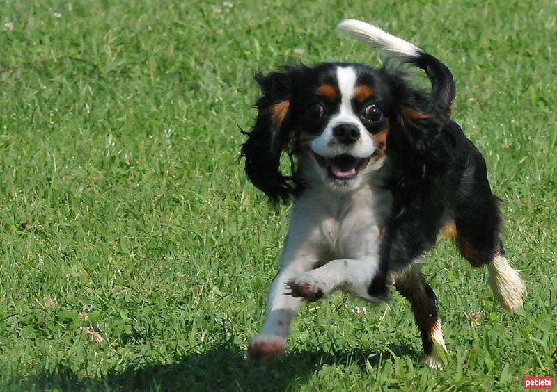 Cavalier King Charles Spanieli, Köpek  Tuya fotoğrafı