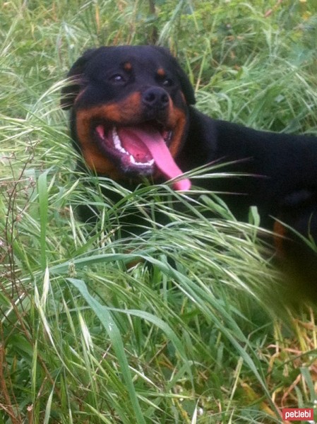 Rottweiler, Köpek  Vest fotoğrafı