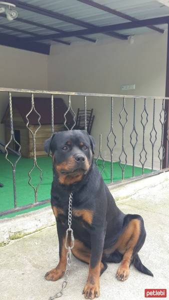 Rottweiler, Köpek  Vest fotoğrafı