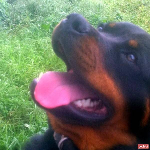 Rottweiler, Köpek  Vest fotoğrafı