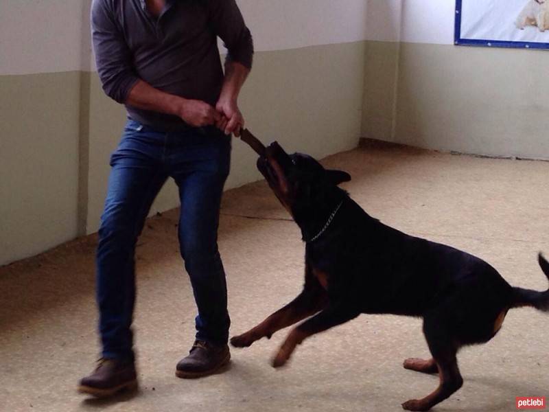 Rottweiler, Köpek  Vest fotoğrafı