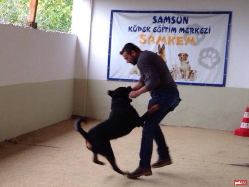 Rottweiler, Köpek  Vest fotoğrafı